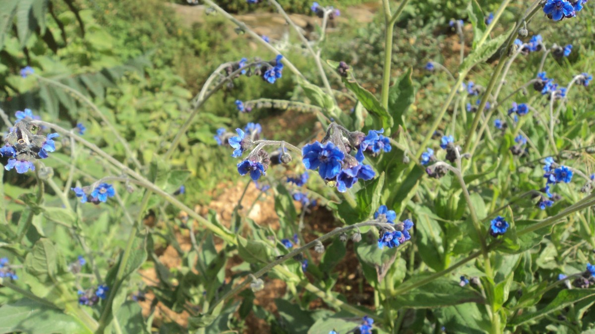 Cynoglossum zeylanicum (Sw. ex Lehm.) Thunb. ex Brand